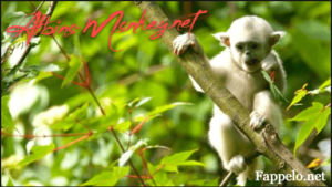 What Makes Albino-Monkey.net Travel Archives Unique?