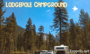 What Makes Lodgepole Campground Special?