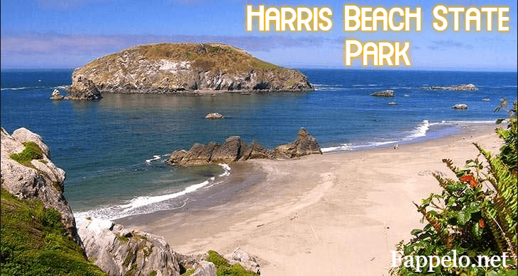 Harris Beach State Park: Must-Know Tips and Insights