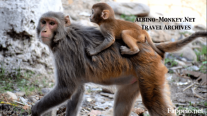 Why Explore Albino-Monkey.net Travel Archives?