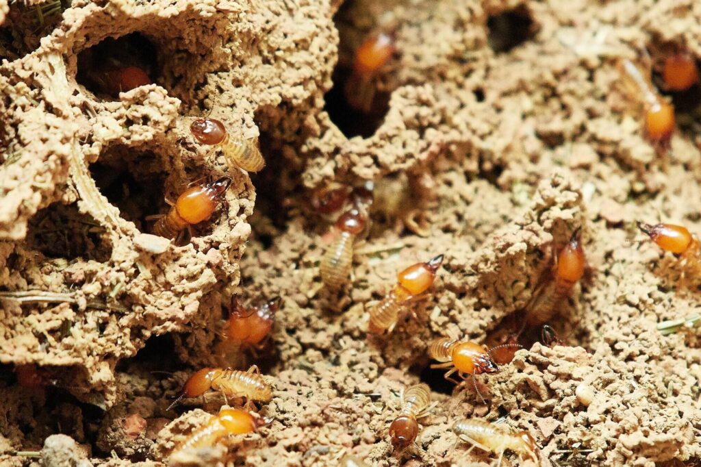 Professional Termite Extermination and Prevention Solutions