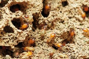 Professional Termite Extermination and Prevention Solutions
