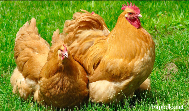Buff Orpington: Why They’re Perfect for Your Flock