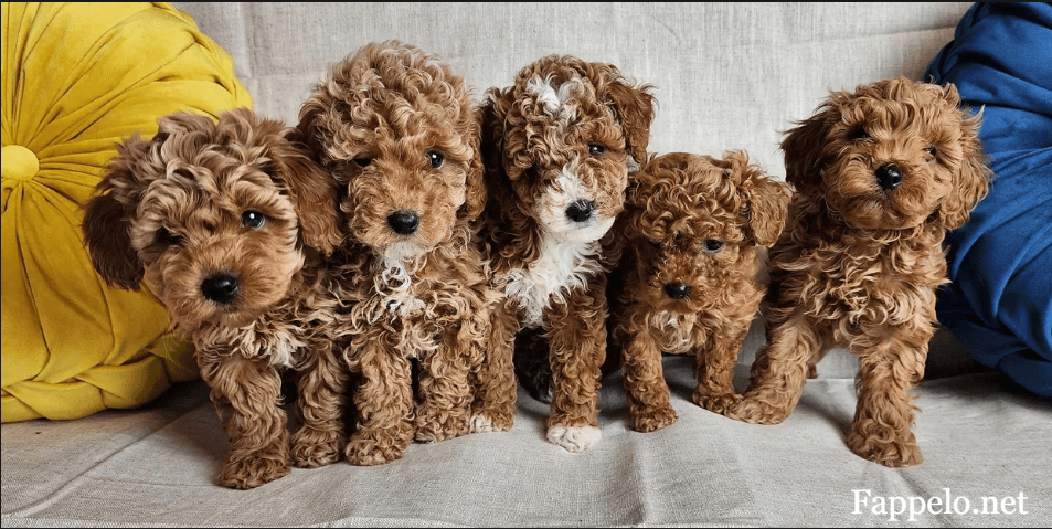 Mini Goldendoodle: Everything You Need to Know