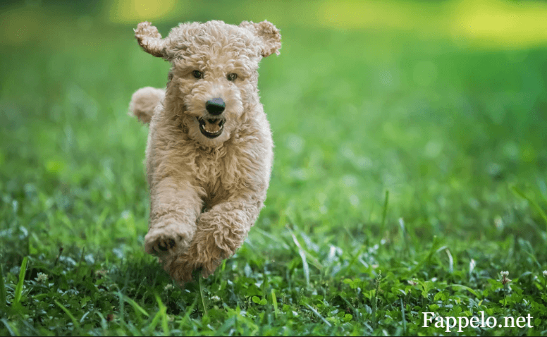 What Is a Mini Goldendoodle?